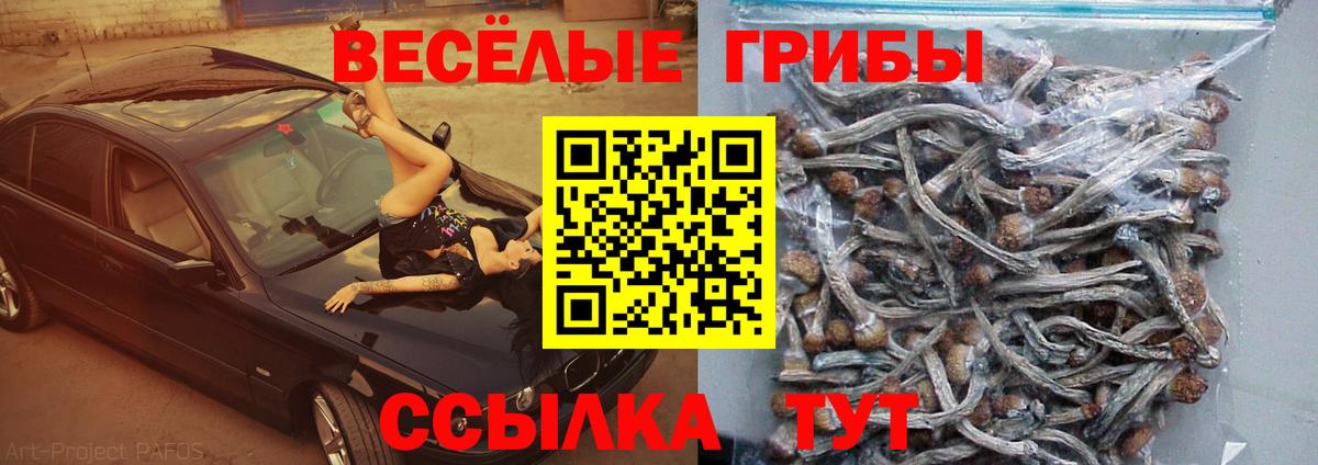 Псилоцибиновые грибы Psilocybe Белгород